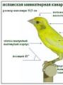 Кенар описание породы. Домашняя канарейка. Симптомы самых распространённых болезней канареек и их лечение